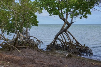 Mangrove trees rise out of the water directly on the coastal shore, Flamingo, Everglades National