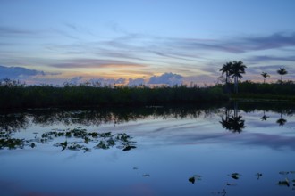 A quiet pond at sunset with palm trees and a peaceful atmosphere, Anhinga Trail, Everglades