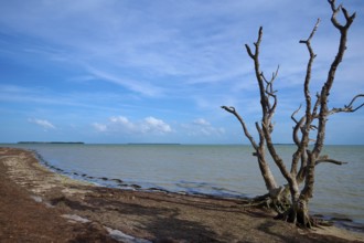 An expansive coastline overlooks a calm ocean under a clear sky, Flamingo, Everglades National