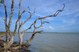 Dry tree structures tower dramatically over the ocean and sky, Flamingo, Everglades National Park,