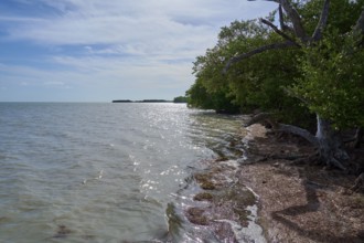 The glistening seawater stretches along the coast, flanked by trees in the sunlight, Flamingo,