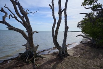 Bare trees rise into the sky next to a calm seashore on a clear day, Flamingo, Everglades National