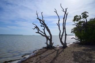 Dead trees at the edge of a calm sea under a cloudy sky, Flamingo, Everglades National Park,