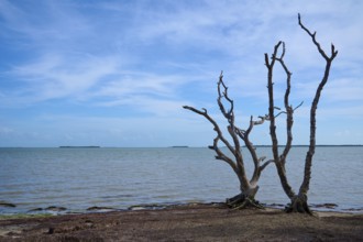 Dead trees stand on a dry beach in front of a calm sea and blue sky, Flamingo, Everglades National