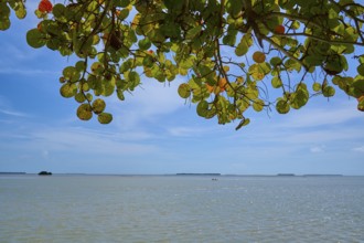 Branches with green leaves rise above a calm sea under a blue sky, Flamingo, Everglades National