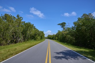 A long, tarmac road runs through a green forest landscape, Flamingo, Everglades National Park,