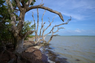 Strongly branched trees lean towards the seashore under a blue sky, Flamingo, Everglades National