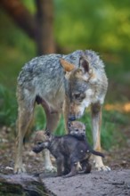 A wolf lovingly cares for two cubs in the forest, full of care, Wolf (Canis Lupus), summer, Germany