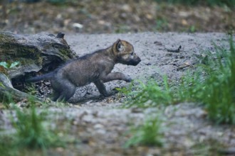 A young wolf pup jumps lively over the ground, next to a tree trunk, Wolf (Canis Lupus), Summer,