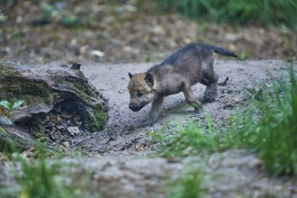 A young wolf pup moves curiously across the forest floor to explore, Wolf (Canis Lupus), Summer,