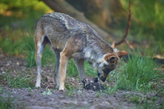 A wolf approaches a young in the forest, showing a protective attitude, Wolf (Canis Lupus), summer,