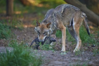 Protecting wolf watching its pups in the forest, Wolf (Canis Lupus), summer, Germany