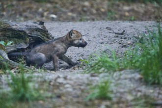 A young wolf pup attentively explores the surroundings, near a tree trunk, Wolf (Canis Lupus),