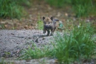 Adventurous wolf pup exploring the green forest area, Wolf (Canis Lupus), summer, Germany