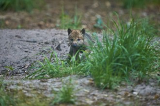 A wolf pup partially hiding behind the grass in the green forest, wolf (Canis Lupus), summer,