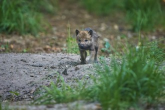 A wolf cub runs curiously through the forest floor surrounded by plants, Wolf (Canis Lupus),