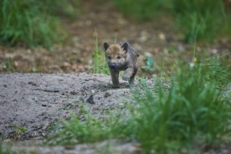 Young wolf pup exploring the forest area in a natural environment, Wolf (Canis Lupus), Summer,