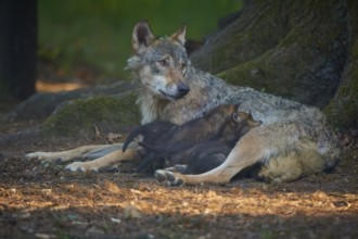 A mother wolf lies guarding her pups in the forest, Wolf (Canis Lupus), summer, Germany