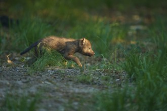 A wolf pup runs through the forest, exploring and curious, Wolf (Canis Lupus), Summer, Germany