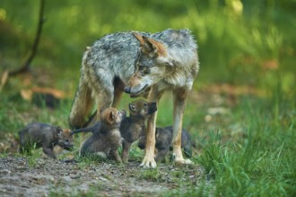 A loving mother wolf looks at her pups in the forest, Wolf (Canis Lupus), summer, Germany