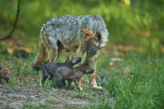 A mother wolf looks after her pups in the green forest, Wolf (Canis Lupus), summer, Germany