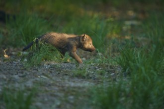 A wolf pup runs through the forest, surrounded by green grass, Wolf (Canis Lupus), Summer, Germany