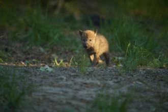 A lone wolf pup stands in the forest and is illuminated by the sunlight, Wolf (Canis Lupus),