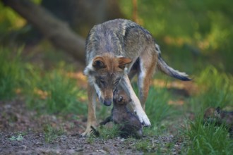 A wolf protects playful puppies in the forest, Wolf (Canis Lupus), Summer, Germany
