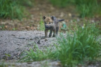 A wolf pup runs through the forest soil and explores its surroundings, Wolf (Canis Lupus), summer,