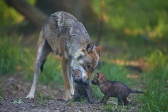 Carrying wolf lovingly cares for its pups in the forest, Wolf (Canis Lupus), summer, Germany