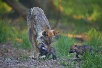 A wolf grooming one of its pups in the forest, Wolf (Canis Lupus), summer, Germany