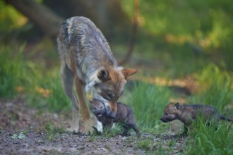 A wolf shows affection to its pup while another watches, Wolf (Canis Lupus), summer, Germany