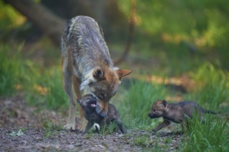 A wolf looks after its playing pups in the forest, Wolf (Canis Lupus), summer, Germany