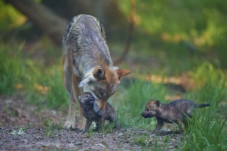 A caring wolf with its two pups in the forest, Wolf (Canis Lupus), summer, Germany