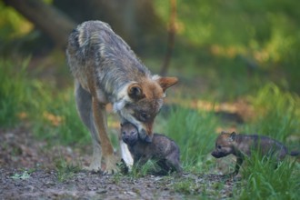 A wolf looks after its two pups in the forest, Wolf (Canis Lupus), summer, Germany