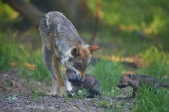 A wolf lovingly cares for its pups in the forest, Wolf (Canis Lupus), summer, Germany
