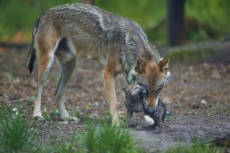 A wolf shows tenderness to one of its pups in the forest, Wolf (Canis Lupus), summer, Germany