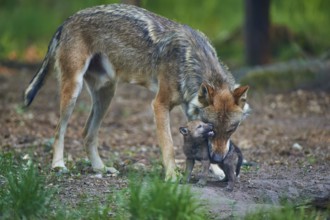 Adult wolf protects and cares for its wolf pup, wolf (Canis Lupus), summer, Germany