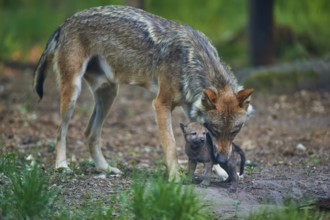 Adult wolf showing affection to a small wolf pup, Wolf (Canis Lupus), summer, Germany