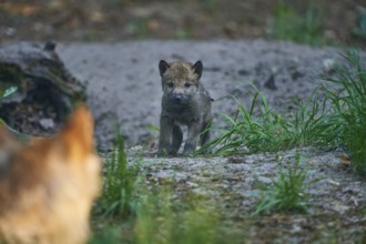 A young wolf cub is lovingly watched by an adult wolf, Wolf (Canis Lupus), summer, Germany