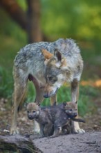 A wolf attentively observes two cubs, shows protective affection, wolf (Canis Lupus), summer,