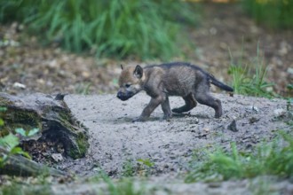A brave young wolf pup explores the forest floor, attentive and curious, Wolf (Canis Lupus),
