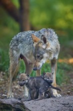 An adult wolf shows affection and protection towards two cubs, Wolf (Canis Lupus), summer, Germany