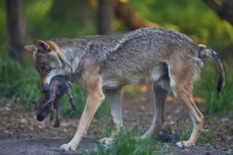 Wolf gently holding his puppy while walking through the forest, Wolf (Canis Lupus), Summer, Germany