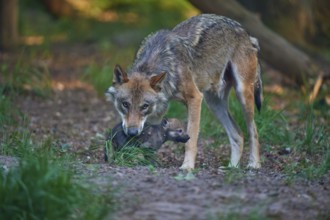A wolf attentively observes a young animal in the forest and shows protective concern, Wolf (Canis