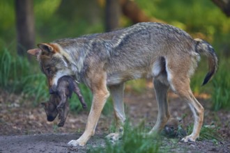 Wolf carries its pup safely in its mouth through the forest, Wolf (Canis Lupus), summer, Germany