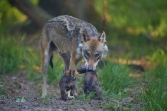 Wolf interacting attentively with its pups in the forest, wolf (Canis Lupus), summer, Germany