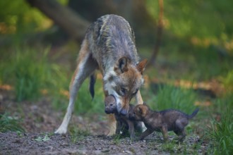 Wolf showing protective behaviour towards its pups in the countryside, Wolf (Canis Lupus), summer,