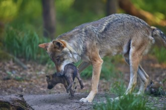 Wolf gently carrying puppy through the forest, Wolf (Canis Lupus), summer, Germany