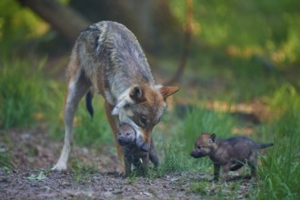 A wolf cares for a puppy while another watches, Wolf (Canis Lupus), summer, Germany